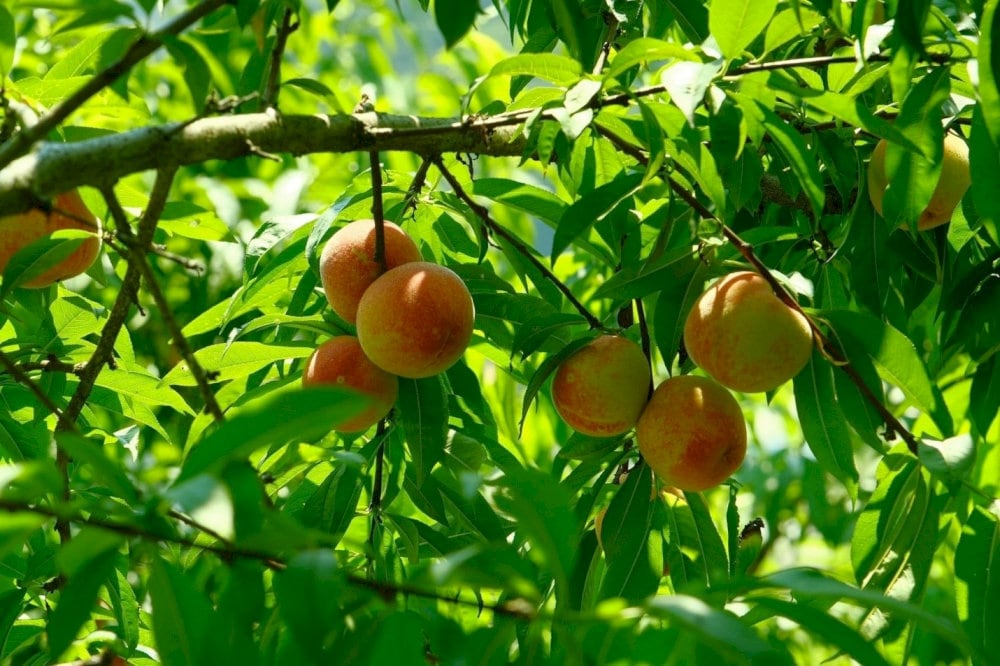 Mountain peaches have a moderate crunch and sweet taste